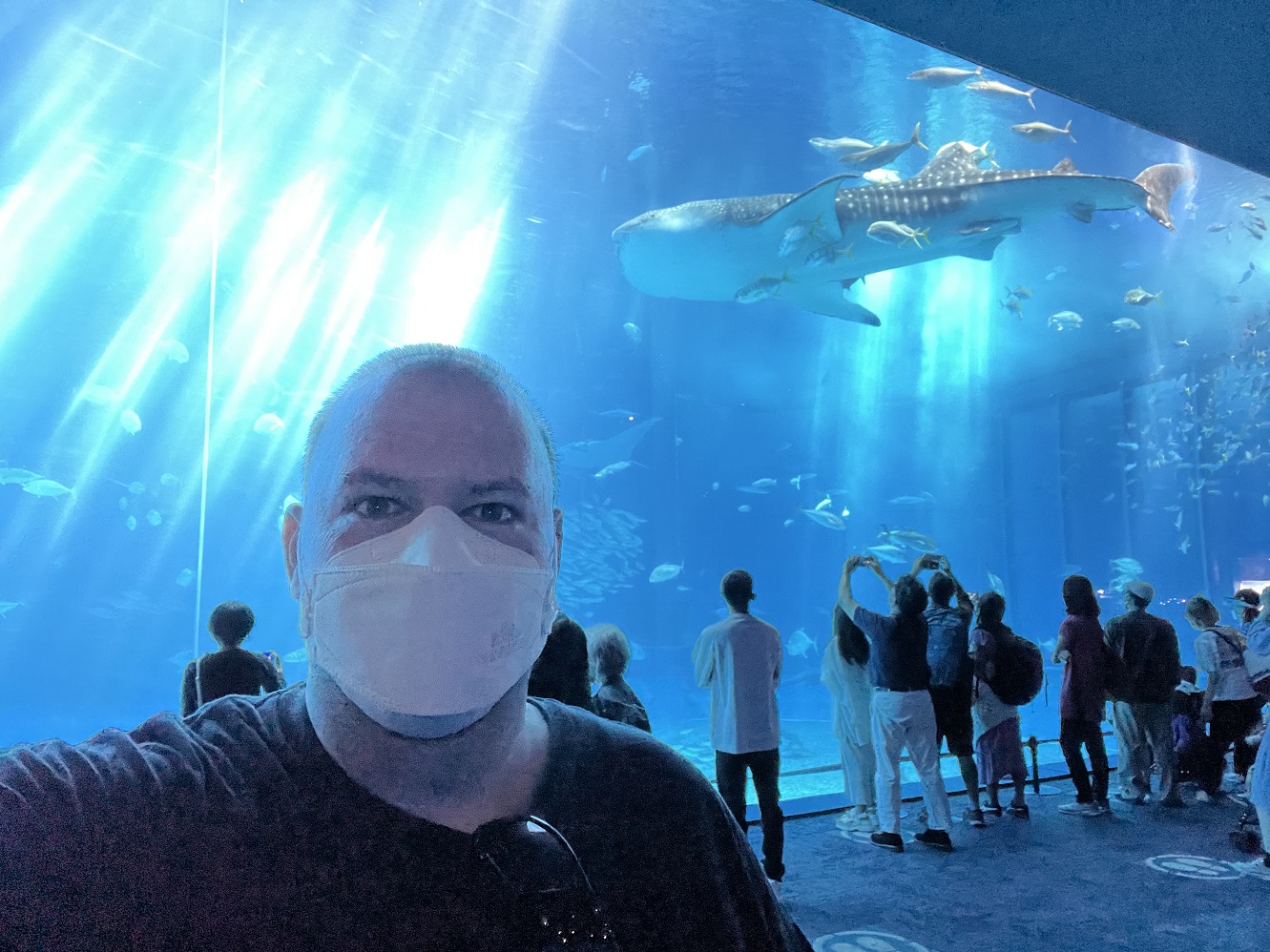Haz-Matt with whale shark at Aquarium in Okinawa, Japan